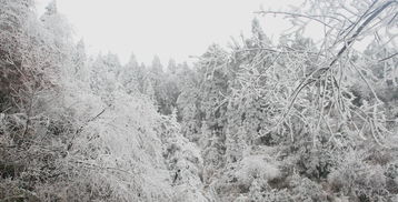 贊美雪潔白的詩句古詩大全