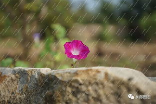 關(guān)于東土的詩句