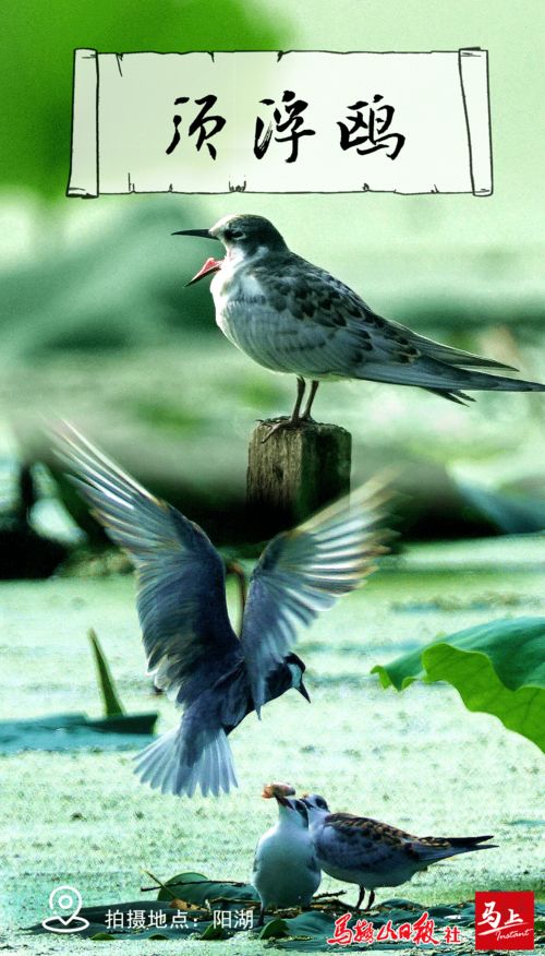 古詩,抒情,句子,兩個