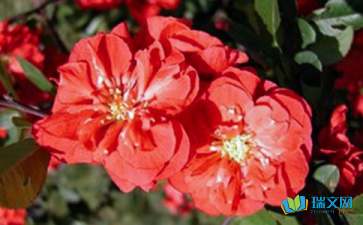 海棠,詩(shī)句,優(yōu)美