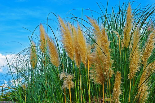 關(guān)于蘆葦開花的詩句