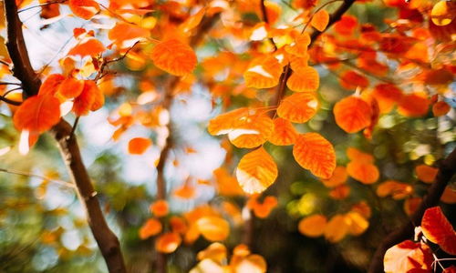 詩句,美景,秋天