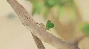 詩(shī)句,帶有,有哪些