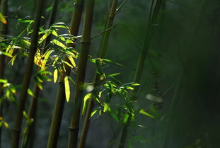 關(guān)于竹高潔品質(zhì)的詩(shī)句有哪些