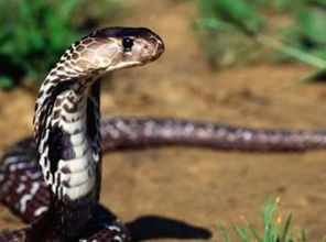 關(guān)于描寫蛇外貌的詩句