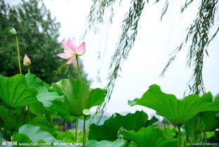 手機關(guān)于荷花的詩句