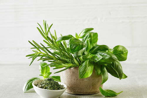 關于植物發(fā)芽的詩句