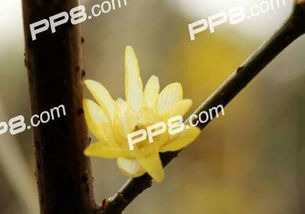 描寫(xiě)臘梅的出名古詩(shī)句