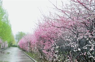 林蔭小路的古詩句