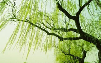 關(guān)于花的詩(shī)句和象征