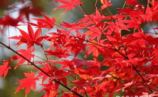 楓葉愛情詩句古詩