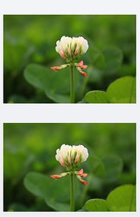 關(guān)于無名小花的古詩句