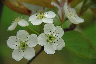 古詩,梨花,詩句,秦觀