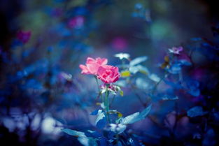 關(guān)于鶯美的詩句