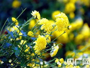 關(guān)于茶跟花的詩句