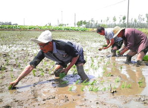 郯城,詩(shī)句,采蓮湖
