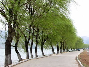 關(guān)于清明插柳的詩句