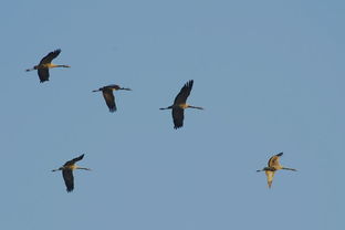 關(guān)于湖泉島鳥的詩句