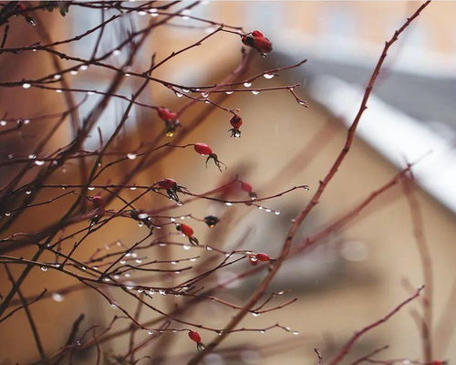 有沒有帶雨的詩(shī)句,有沒有寫冬天的詩(shī)句,有沒有寫鳥的詩(shī)句