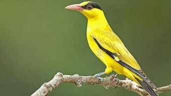 關(guān)于黃鶯的5字詩句