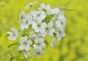 含有李花的古詩句