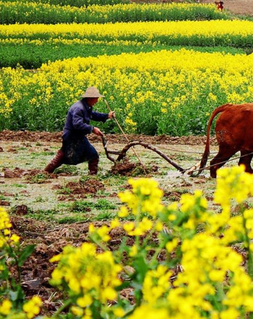 春耕,詩句
