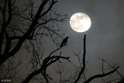 寫含有月亮的古詩句