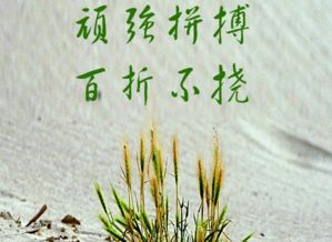 有哪些關(guān)于頑強不屈的詩句