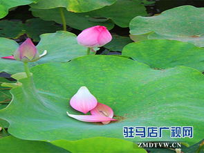 關于雨后蓮花的詩句有