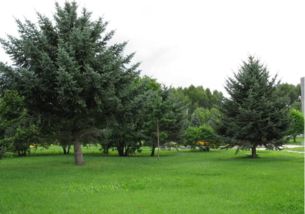 寫(xiě)松樹(shù)的古詩(shī)句