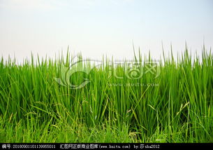 關(guān)于水稻生長(zhǎng)的詩(shī)句