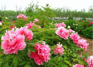 贊美牡丹的詩(shī)句古詩(shī)劉禹錫