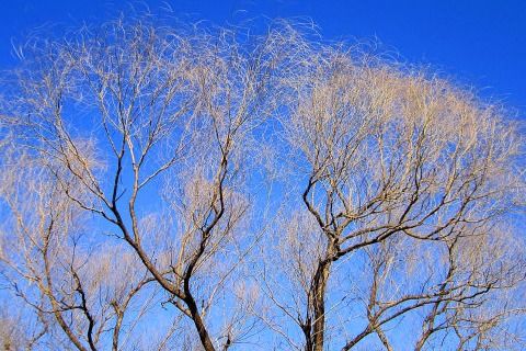 含冬的詩(shī)句古詩(shī),含冬字的詩(shī)句古詩(shī),冬菊的詩(shī)句古詩(shī)