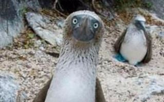 寫山寫鳥的詩句古詩詞