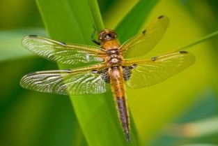 關(guān)于蓮的詩句帶這蜻蜓