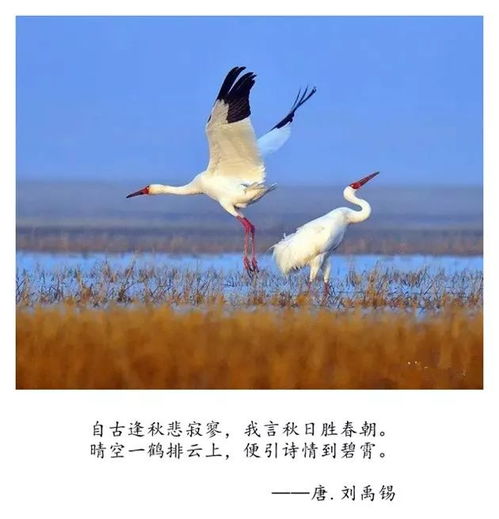 關(guān)于時間可以療傷的詩句