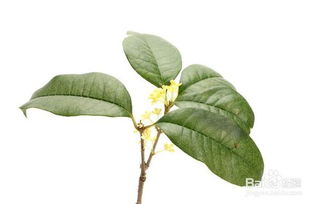 古詩(shī)詞,詩(shī)句,描寫(xiě)