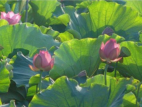 夏天有關風的詩句古詩