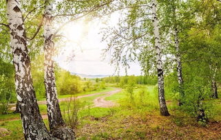 有關(guān)春天景色的詩(shī)句古詩(shī),描寫(xiě)春天景色詩(shī)句古詩(shī),關(guān)于春天花的詩(shī)句古詩(shī)