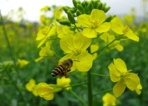 描寫油菜花的詩句古詩詞,關(guān)于油菜花的詩句古詩,描寫春天油菜花的詩句
