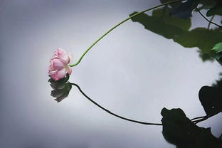 關(guān)于立夏的優(yōu)美詩句