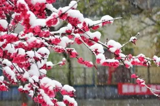 連續(xù)帶雪字的古詩句