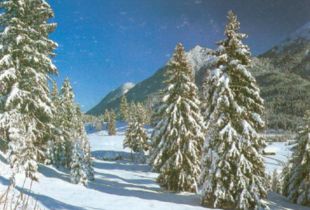 贊揚(yáng)松樹的古詩(shī)句