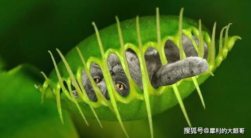 詩(shī)句,植物,動(dòng)物