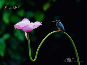 古詩(shī)中寫(xiě)鳥(niǎo)類交配的詩(shī)句