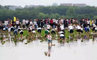 關于種田辛苦的詩句