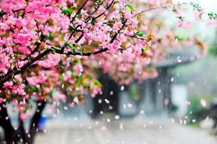 關(guān)于落花的詩句大全