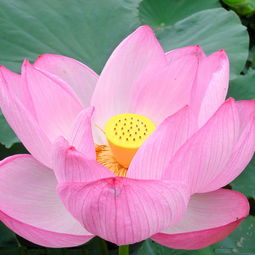 關(guān)于荷花的詩(shī)句有哪些z