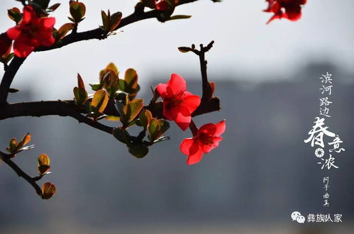 寫一句與春花有關(guān)的古詩句