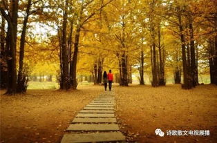 關(guān)于愛(ài)的詩(shī)句短文